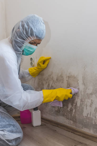 Royston, GA Mold Removal Company