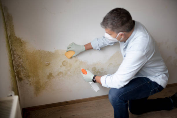 Best Comprehensive Air Testing for Mold Contaminants  in Royston, GA